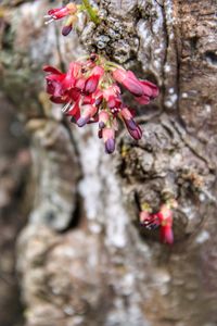 Close-up of pink flower tree