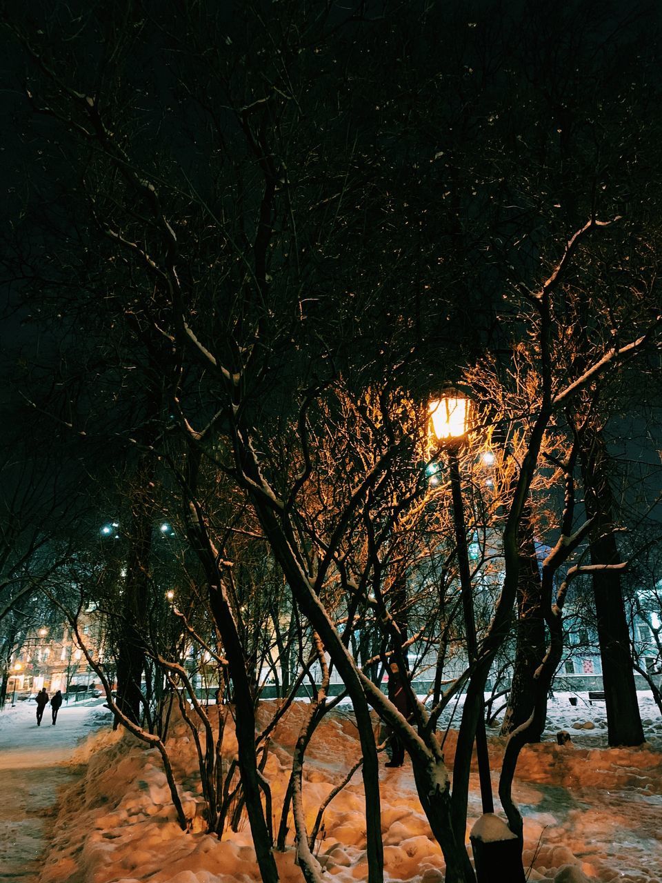 TREES IN PARK DURING WINTER