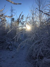 Sun shining through trees on snow covered landscape