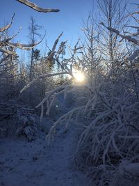 Sun shining through trees on snow covered landscape