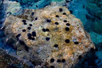 Close-up of coral in sea