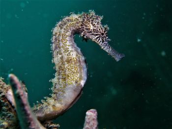 Close-up of fish swimming in sea