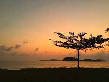 Silhouette tree on beach against sky during sunset