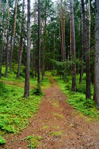 Footpath passing through forest