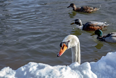 Swan swimming in lake and ducks in background