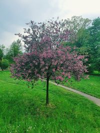 Pink flowering tree on field