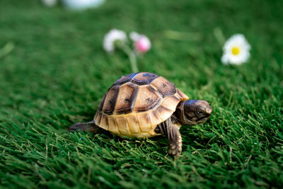 Close-up of a turtle on grass