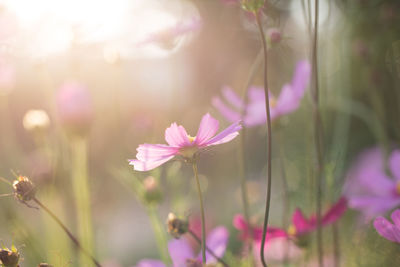 Close-up of pink cosmos flowers