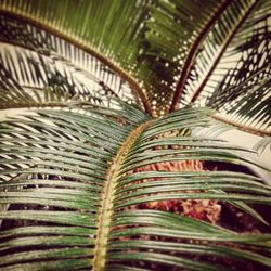 Close-up of palm leaves