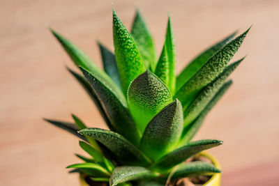 Aloe vera plant in yellow ceramic pot, houseplant, domestic gardening. soft focus.