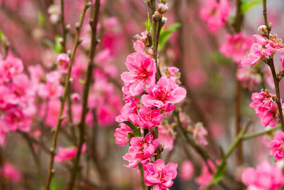 Close-up of pink flowers