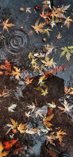 High angle view of wet maple leaves on road