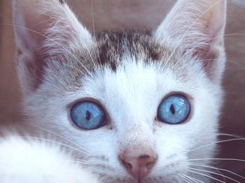 Close-up portrait of cat