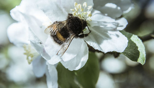 Close-up of bee on white flower