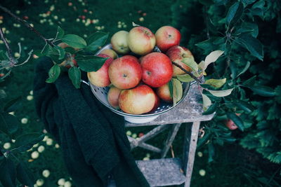 Close-up of apples on tree