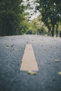 Road amidst trees