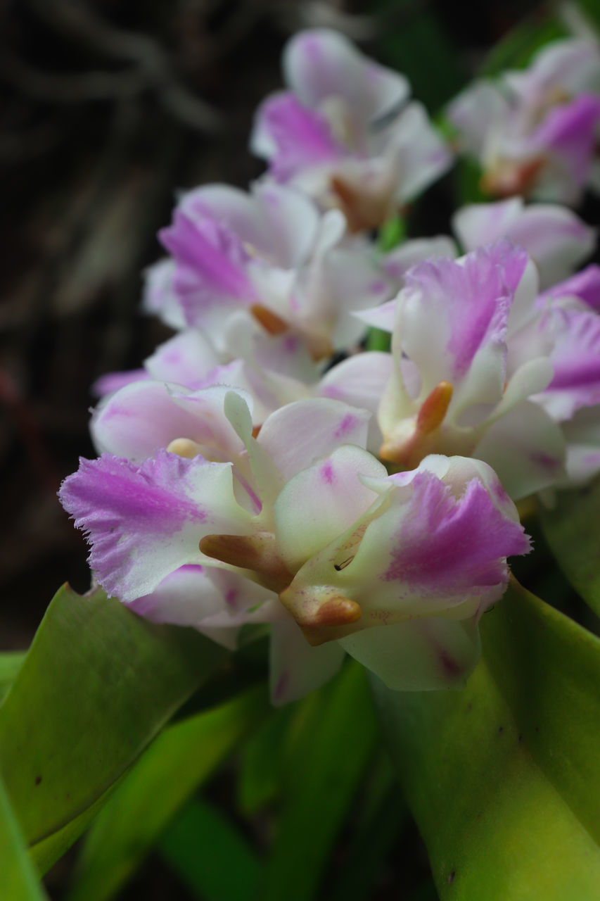 CLOSE-UP OF PINK FLOWERS