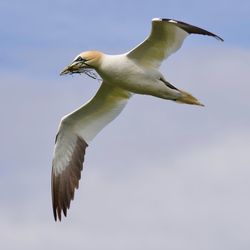 Close-up of bird flying against sky