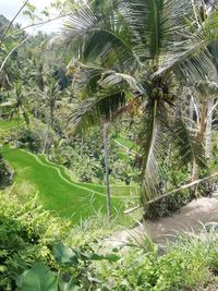 Palm trees on field