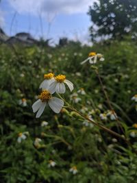 Close-up of white flowering plant on field