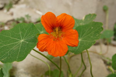 Close-up of orange flower