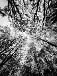 Low angle view of trees in forest against sky