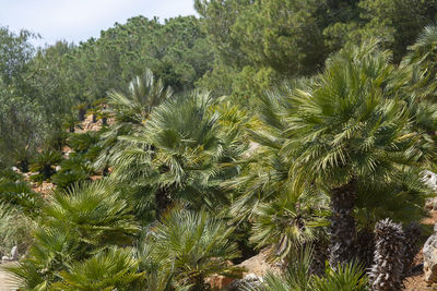 Palm trees growing outdoors