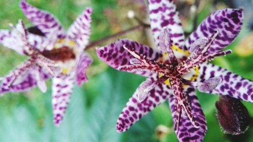 Close-up of butterfly pollinating on purple flower