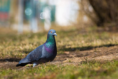 Closeup of a urban dove