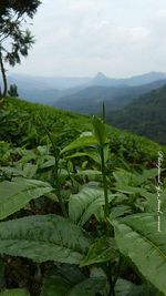 Plants growing on mountain