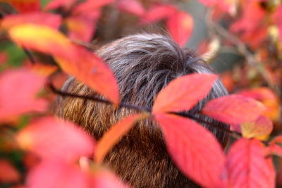 Close-up of leaves over brown hair