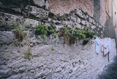 Plants growing on rock