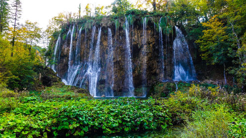 Scenic view of waterfall in forest