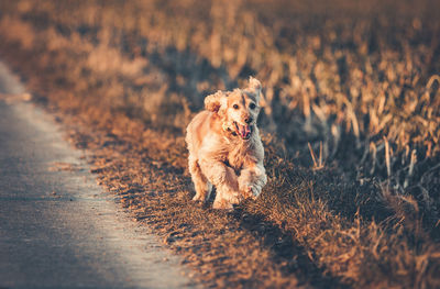 Dog running on road