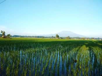 Scenic view of agricultural field against clear blue sky