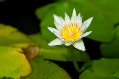 Close-up of lotus water lily in pond