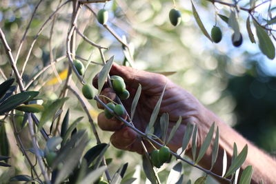 Close-up of hand holding leaves