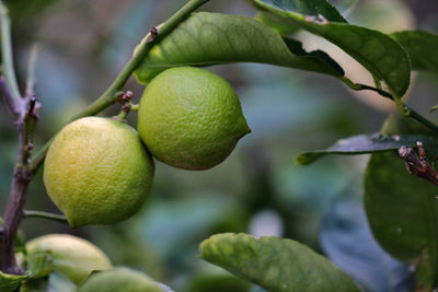 Close-up of fruit growing on tree