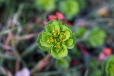 Close-up of flower blooming outdoors