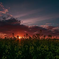 Scenic view of flowering plants on field against sky during sunset