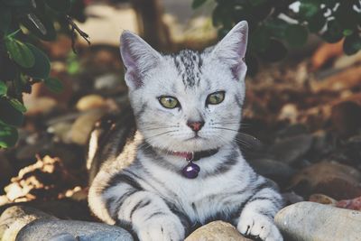 Portrait of cat relaxing outdoors