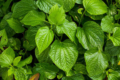 Full frame shot of green leaves