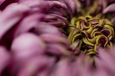 Close-up of pink flower