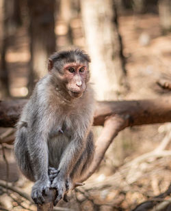 Portrait of monkey sitting outdoors