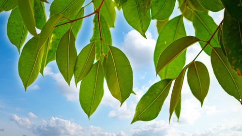 Low angle view of leaves against sky