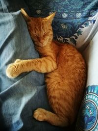 Portrait of cat lying on blanket