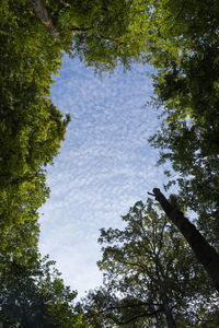 Low angle view of trees against sky