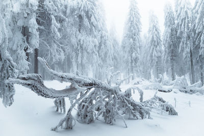 Panoramic view of frozen trees on snow covered field