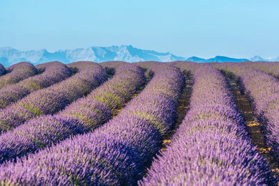 Scenic view of lavender field in provence against the french alps