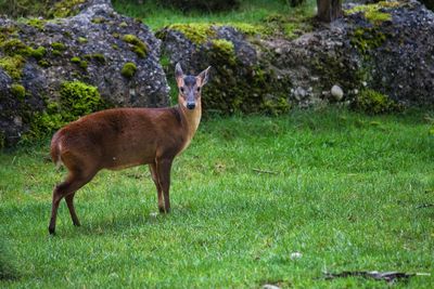 Side view of deer standing on field